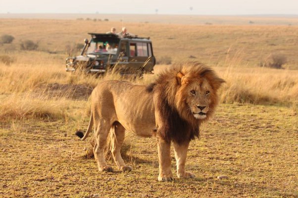 Lion Maasa Mara